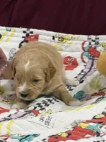 Blue, a male Goldendoodle for sale in Williamstown, NJ – Photo 5 of 5