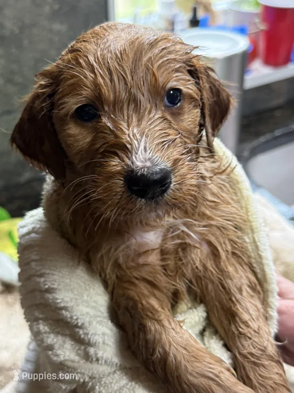 Red – Goldendoodle puppy for sale in Williamstown, NJ