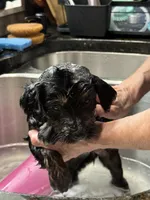 Purple, a female Goldendoodle for sale in Williamstown, NJ – 6 of 10
