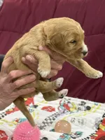 Red, a female Goldendoodle for sale in Williamstown, NJ – Photo 4 of 5