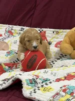 Red, a female Goldendoodle for sale in Williamstown, NJ – Photo 2 of 5