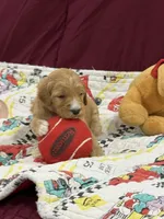 Red, a female Goldendoodle for sale in Williamstown, NJ – Photo 3 of 5