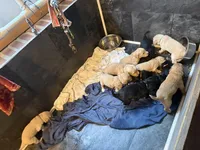 Red, a female Goldendoodle for sale in Williamstown, NJ – Photo 5 of 5