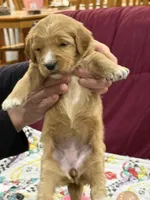 Red, a female Goldendoodle for sale in Williamstown, NJ – Photo 1 of 5