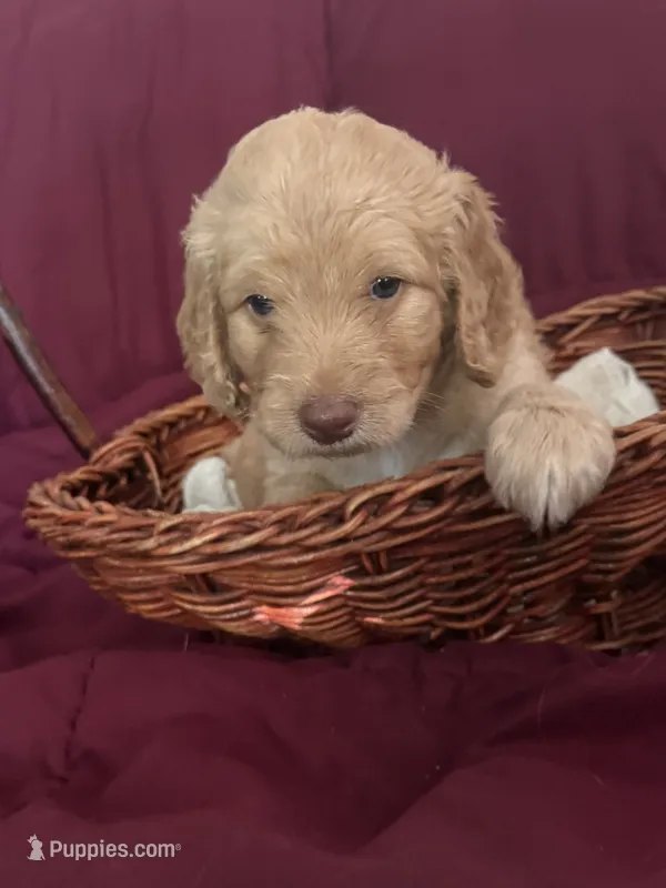 Orange – Goldendoodle puppy for sale in Williamstown, NJ