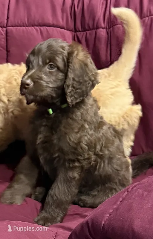 Green – Goldendoodle puppy for sale in Williamstown, NJ