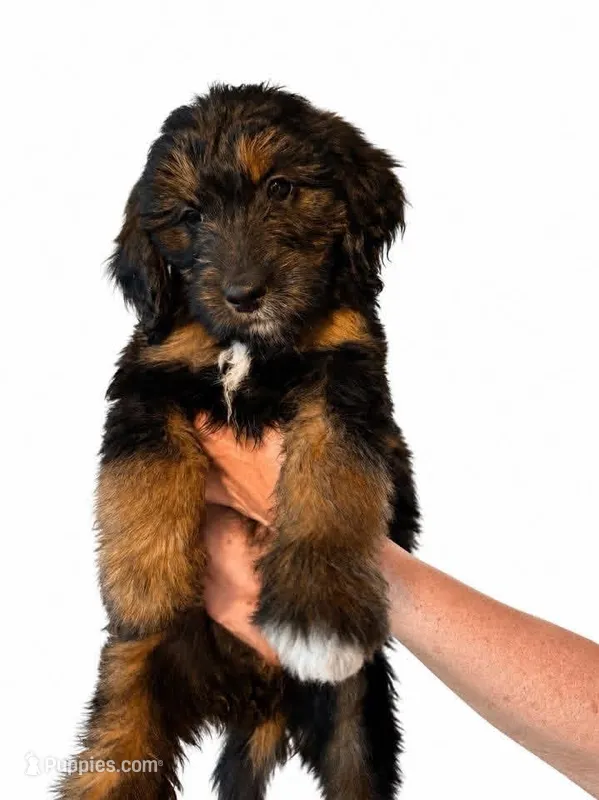 Purple – Goldendoodle puppy for sale in Williamstown, NJ