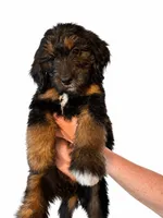 Purple, a female Goldendoodle for sale in Williamstown, NJ – 3 of 10