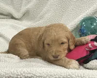 Orange, a female Goldendoodle for sale in Williamstown, NJ – 3 of 4