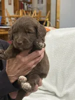 Red, a female Goldendoodle for sale in Williamstown, NJ – 3 of 3