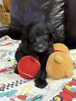 Black, a male Goldendoodle for sale in Williamstown, NJ – 4 of 8