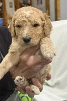 Pink, a female Goldendoodle for sale in Williamstown, NJ – 4 of 4