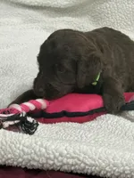 Green, a male Goldendoodle for sale in Williamstown, NJ – 3 of 3
