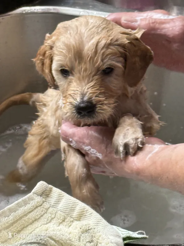 Rose Red – Goldendoodle puppy for sale in Williamstown, NJ