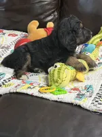 Purple, a female Goldendoodle for sale in Williamstown, NJ – 3 of 10