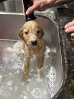 Green, a male Goldendoodle for sale in Williamstown, NJ – 9 of 10