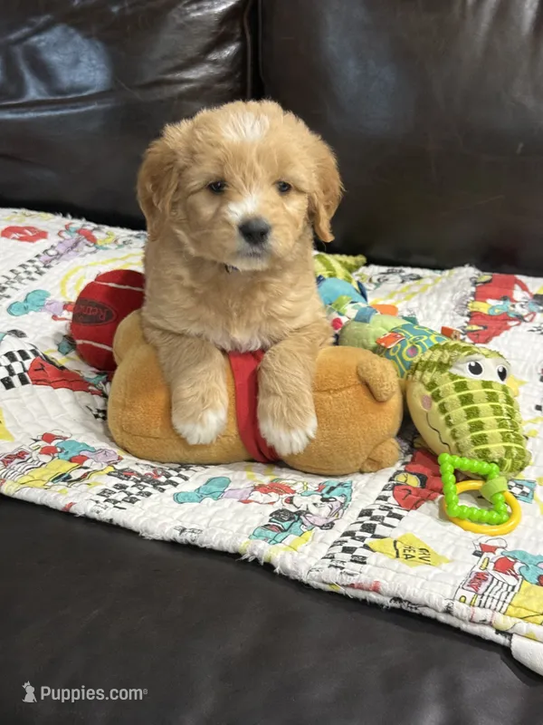 Blue – Goldendoodle puppy for sale in Williamstown, NJ