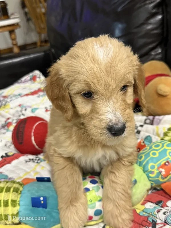 Green – Goldendoodle puppy for sale in Williamstown, NJ