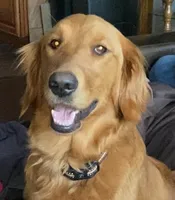 Light Blue, a male Goldendoodle for sale in Williamstown, NJ – Photo 5 of 6