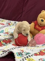 Light Blue, a male Goldendoodle for sale in Williamstown, NJ – Photo 3 of 6