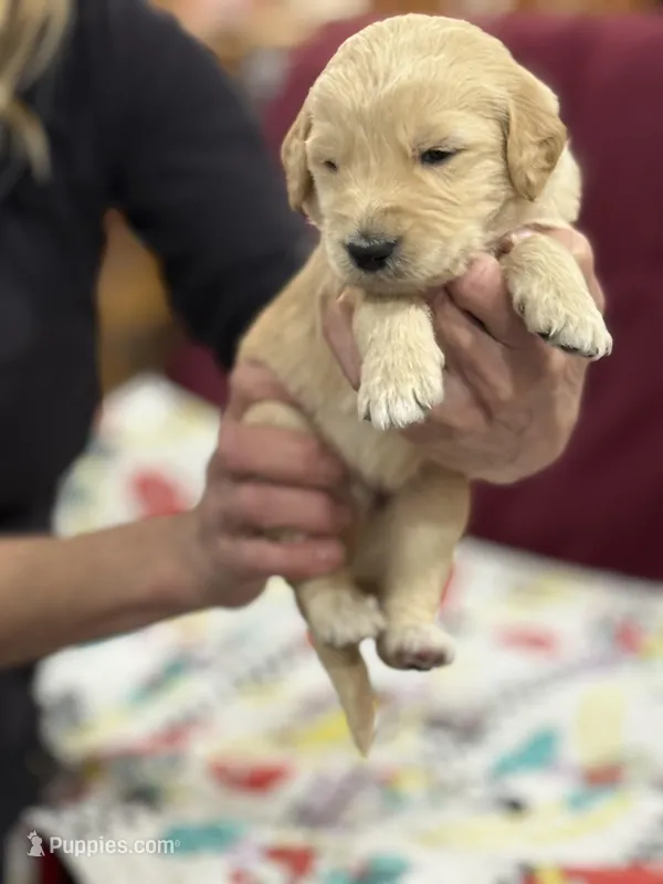Light Blue – Goldendoodle puppy for sale in Williamstown, NJ