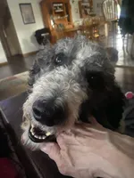 Light Blue, a male Goldendoodle for sale in Williamstown, NJ – Photo 6 of 6