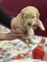 Light Blue, a male Goldendoodle for sale in Williamstown, NJ – Photo 2 of 6