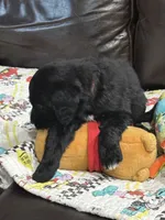 Orange, a male Goldendoodle for sale in Williamstown, NJ – 9 of 9