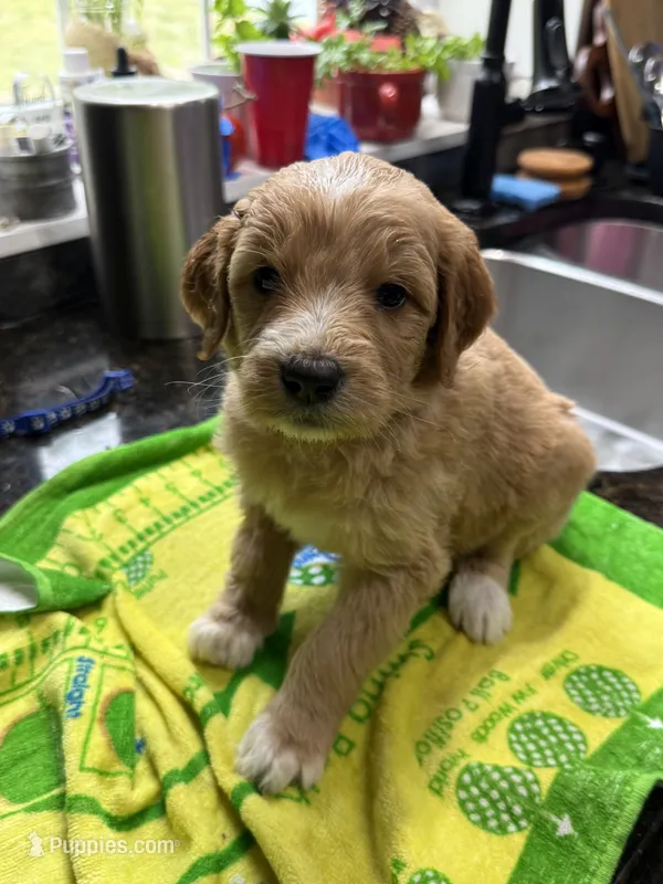 Blue – Goldendoodle puppy for sale in Williamstown, NJ