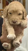 Orange, a female Goldendoodle for sale in Williamstown, NJ – 2 of 4