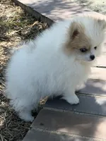 Female tan/white, a female Pomeranian for sale in Livermore, CA – 1 of 3