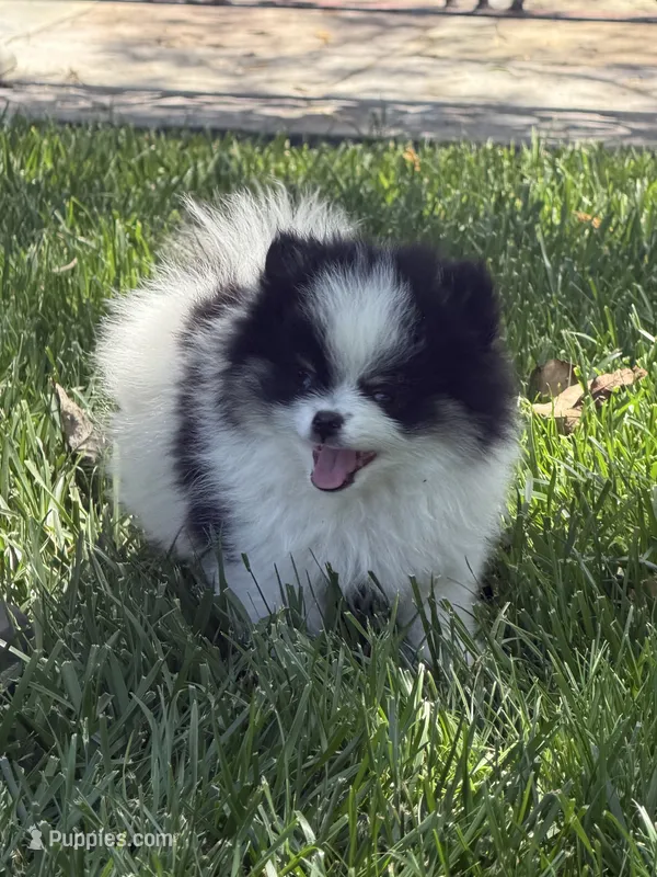 Panda boy – Pomeranian puppy for sale in Livermore, CA