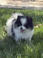 Panda boy, a male Pomeranian for sale in Livermore, CA – 1 of 3