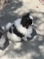 Panda boy, a male Pomeranian for sale in Livermore, CA – 3 of 3