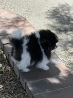 Panda girl, a female Pomeranian for sale in Livermore, CA – 2 of 3