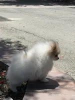 Female tan/white, a female Pomeranian for sale in Livermore, CA – 2 of 3