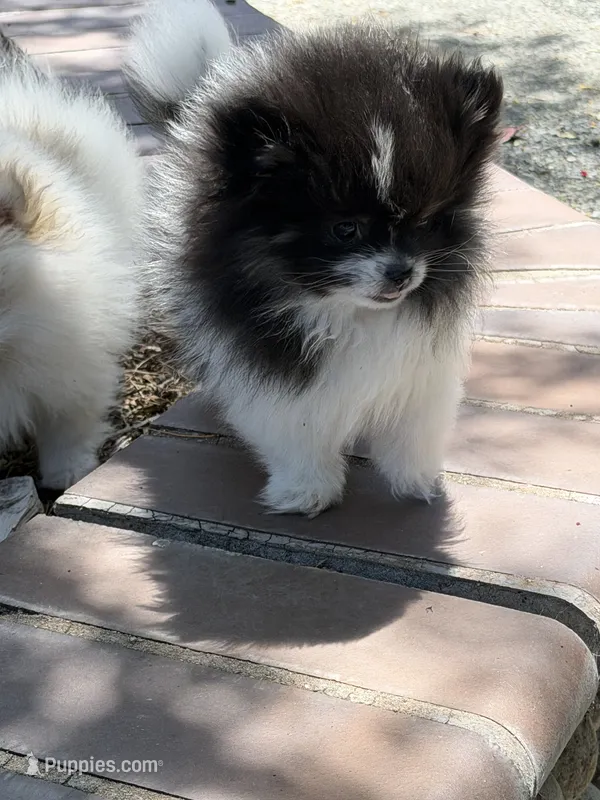 Panda girl – Pomeranian puppy for sale in Livermore, CA