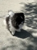 Panda girl, a female Pomeranian for sale in Livermore, CA – 3 of 3