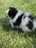 Panda boy, a male Pomeranian for sale in Livermore, CA – 2 of 3