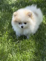 Female tan/white, a female Pomeranian for sale in Livermore, CA – 3 of 3