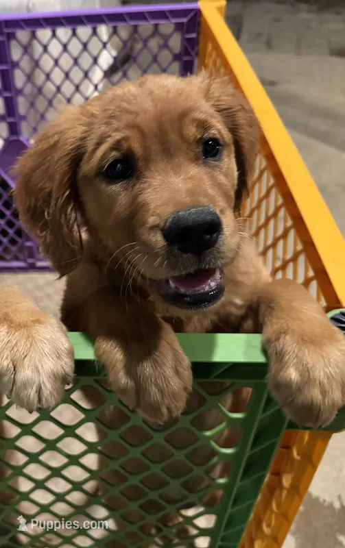 AKC Stella – Golden Retriever puppy for sale in Wills Point, TX