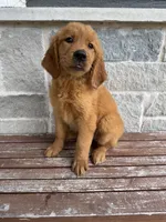 AKC Skye, a female Golden Retriever for sale in Wills Point, TX – 4 of 5