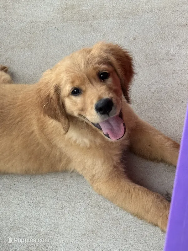 AKC Luna – Golden Retriever puppy for sale in Wills Point, TX