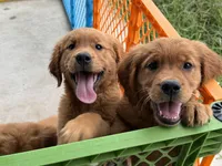 AKC Stella, a female Golden Retriever for sale in Wills Point, TX – 2 of 2