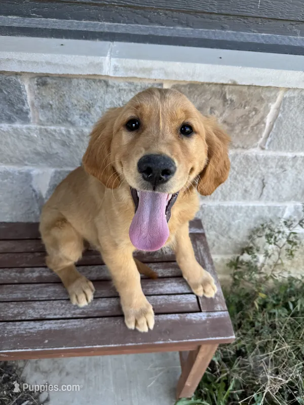 AKC Luna – Golden Retriever puppy for sale in Wills Point, TX