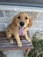 AKC Luna, a female Golden Retriever for sale in Wills Point, TX – 1 of 9