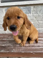AKC Skye, a female Golden Retriever for sale in Wills Point, TX – 3 of 5