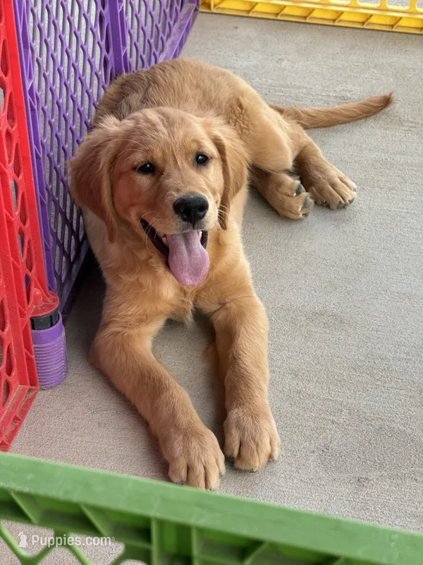 AKC Luna – Golden Retriever puppy for sale in Wills Point, TX