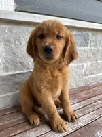 AKC Skye, a female Golden Retriever for sale in Wills Point, TX – 2 of 5
