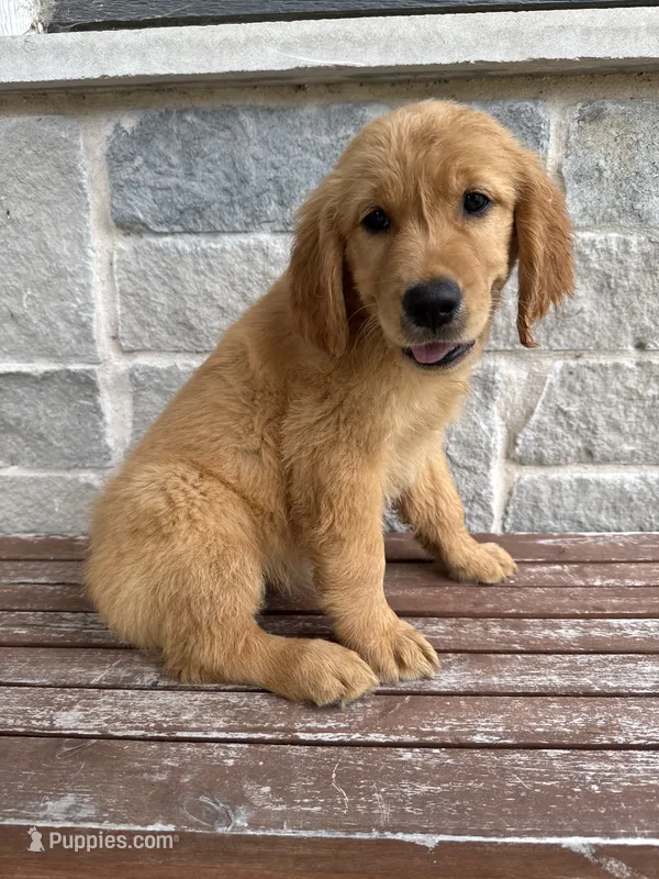 AKC Luna – Golden Retriever puppy for sale in Wills Point, TX